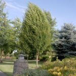 Hornbeam, European Pyramidal