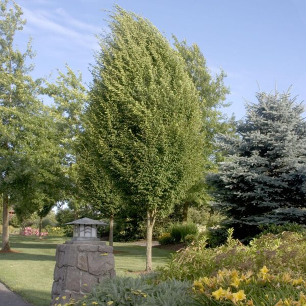 Hornbeam, European Pyramidal