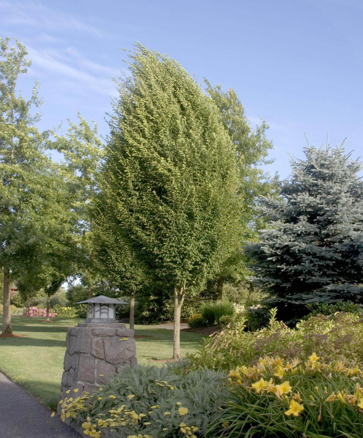 Hornbeam, European Pyramidal