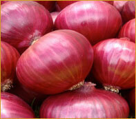Onion Plants - Red Candy