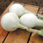 Onion Plants - Super Star White