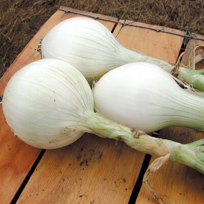 Onion Plants - Super Star White
