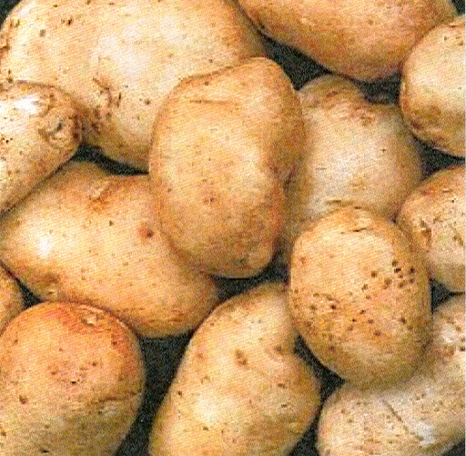 Seed Potato, Kennebec