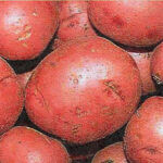 Seed Potato, Red Pontiac