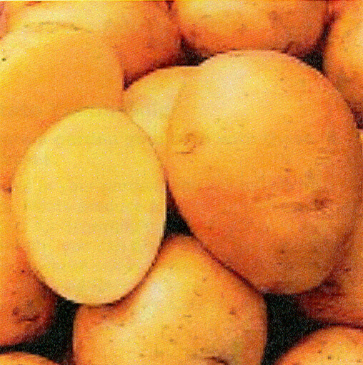 Seed Potato, Yukon Gold