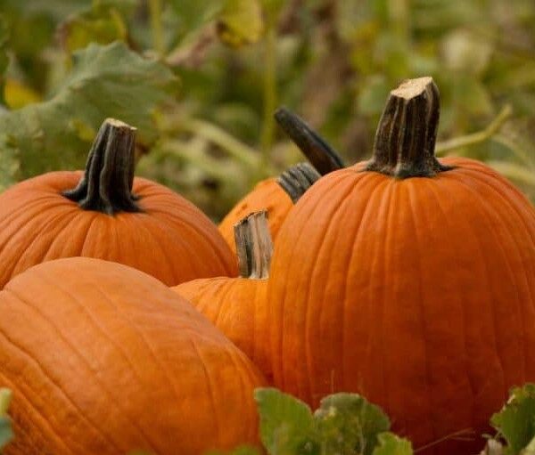 Pumpkin, Howden's Field