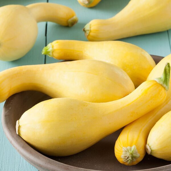 Squash, Early Summer Crookneck
