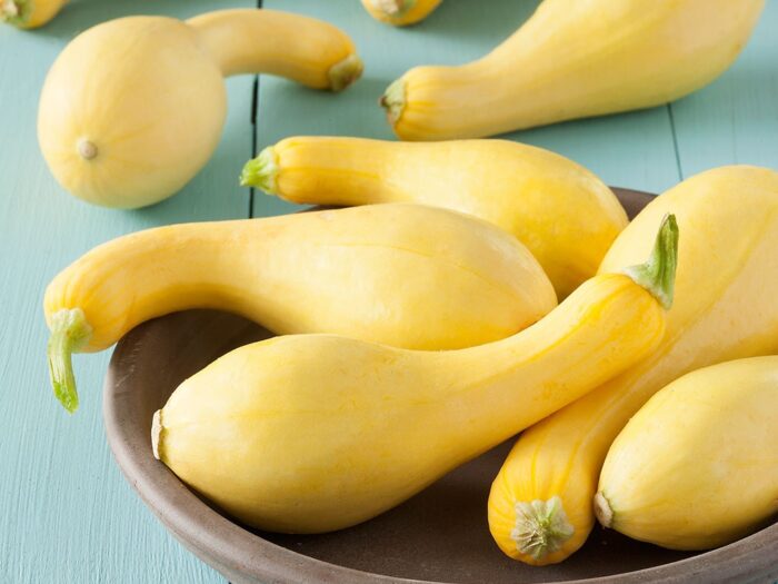 Squash, Early Summer Crookneck Campbell's Nursery