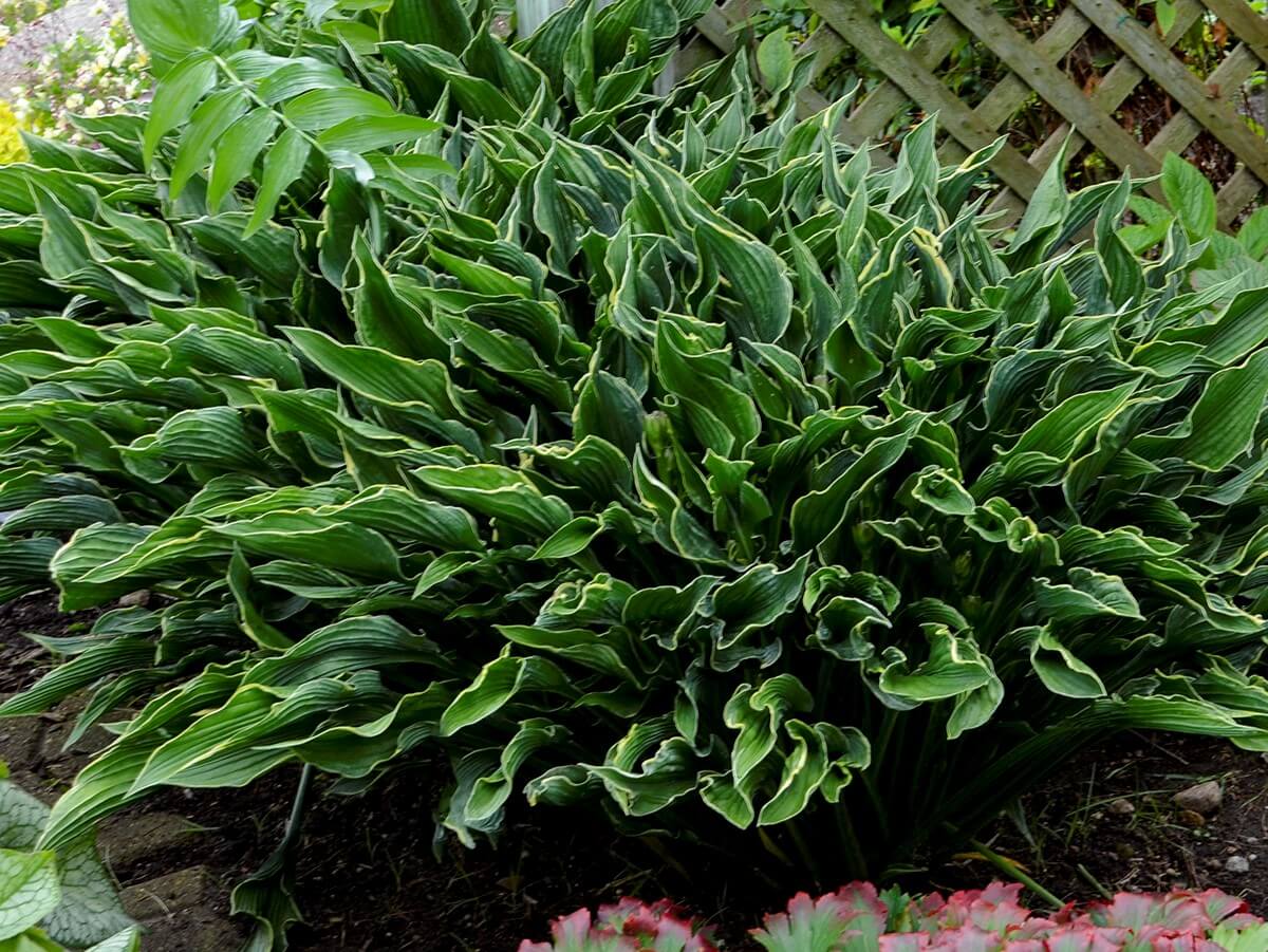 Hosta, Praying Hands