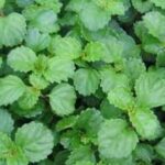 Swedish Ivy, Green