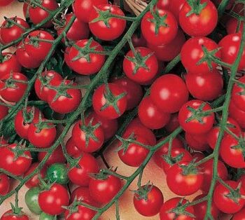 Tomato, Cherry Sweet Million