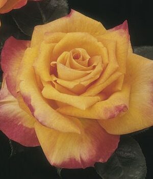 Hybrid Tea Rose, Chris Evert