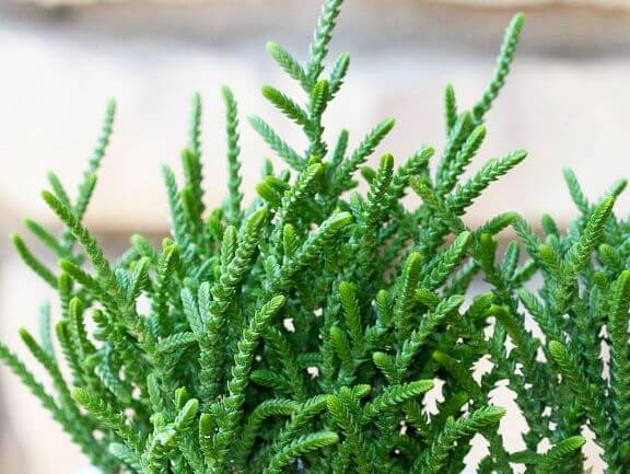 Crassula, Princess Pine