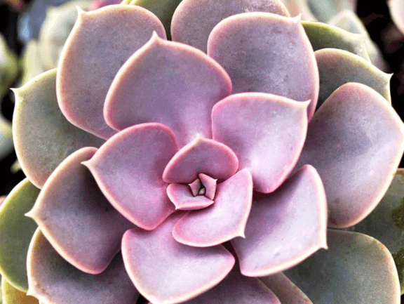 Echeveria, Perle von Nurnberg