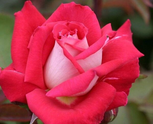Grandiflora Rose, Love