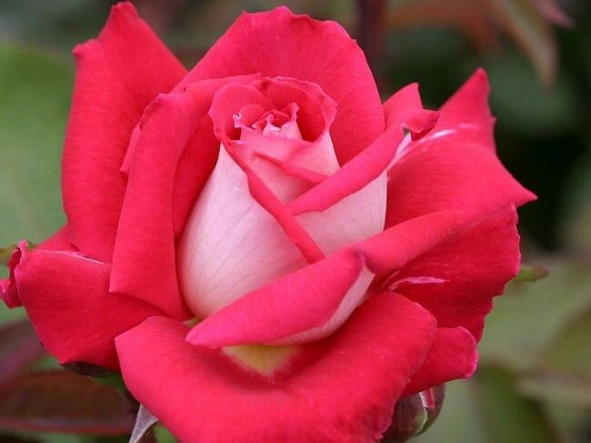 Grandiflora Rose, Love