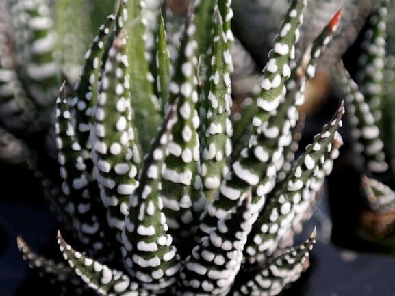 Haworthia, Big Band