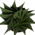 Haworthia, Twist