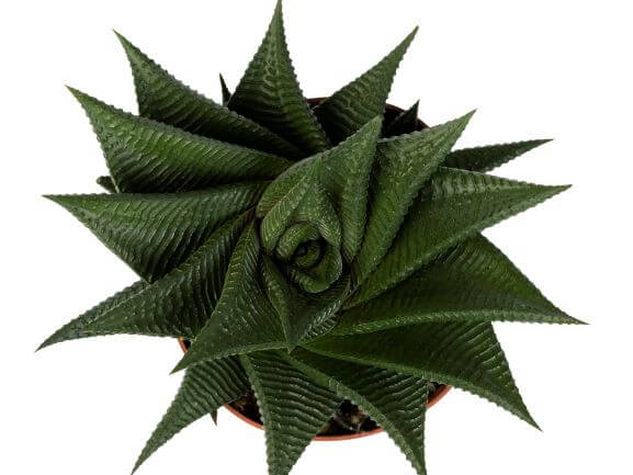 Haworthia, Twist