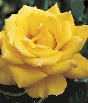 Hybrid Tea Rose, Henry Fonda