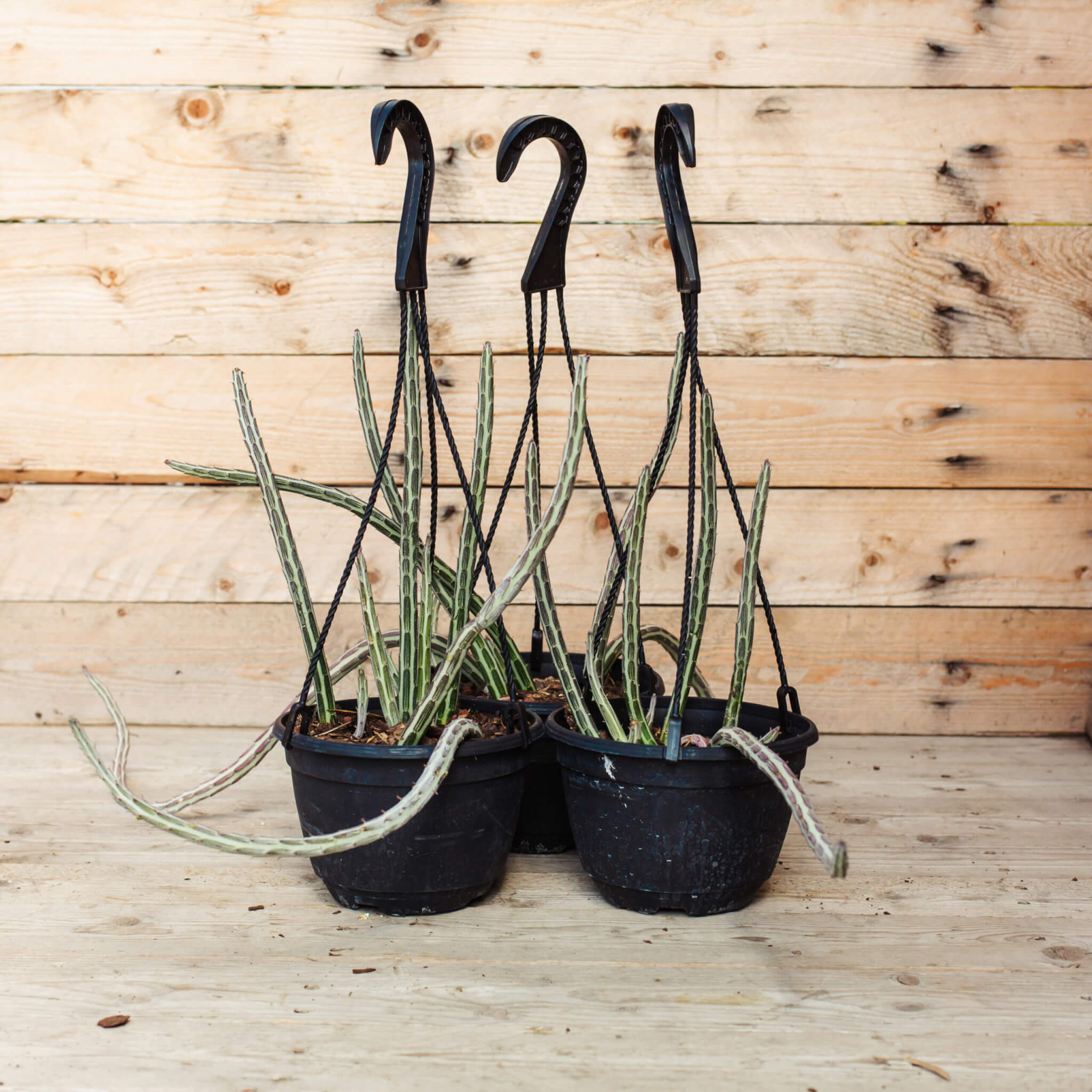 Senecio, Pickle Plant