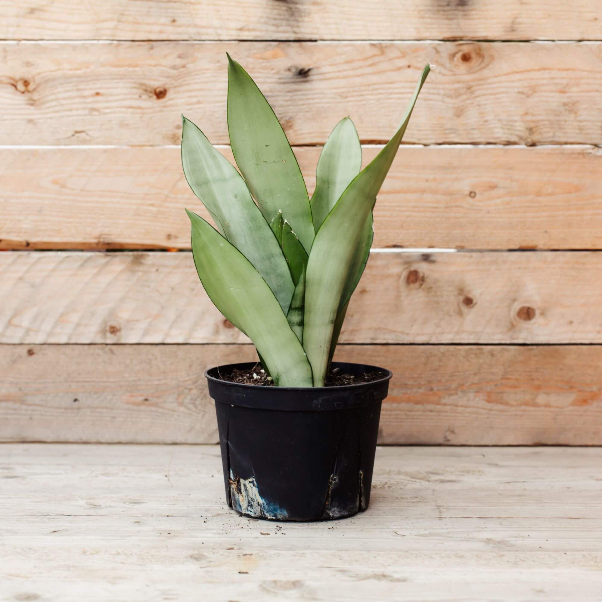 Sansevieria, Moonshine