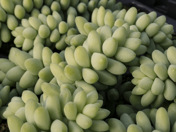 Sedum, Burro’s Tail