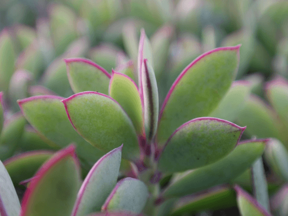 Senecio crassissimus