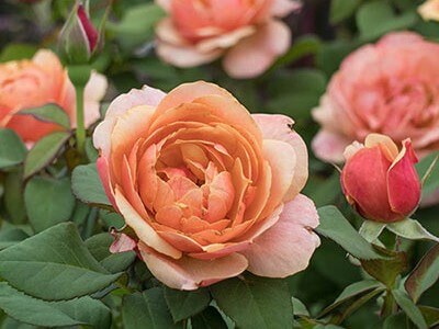 Grandiflora Rose, State of Grace
