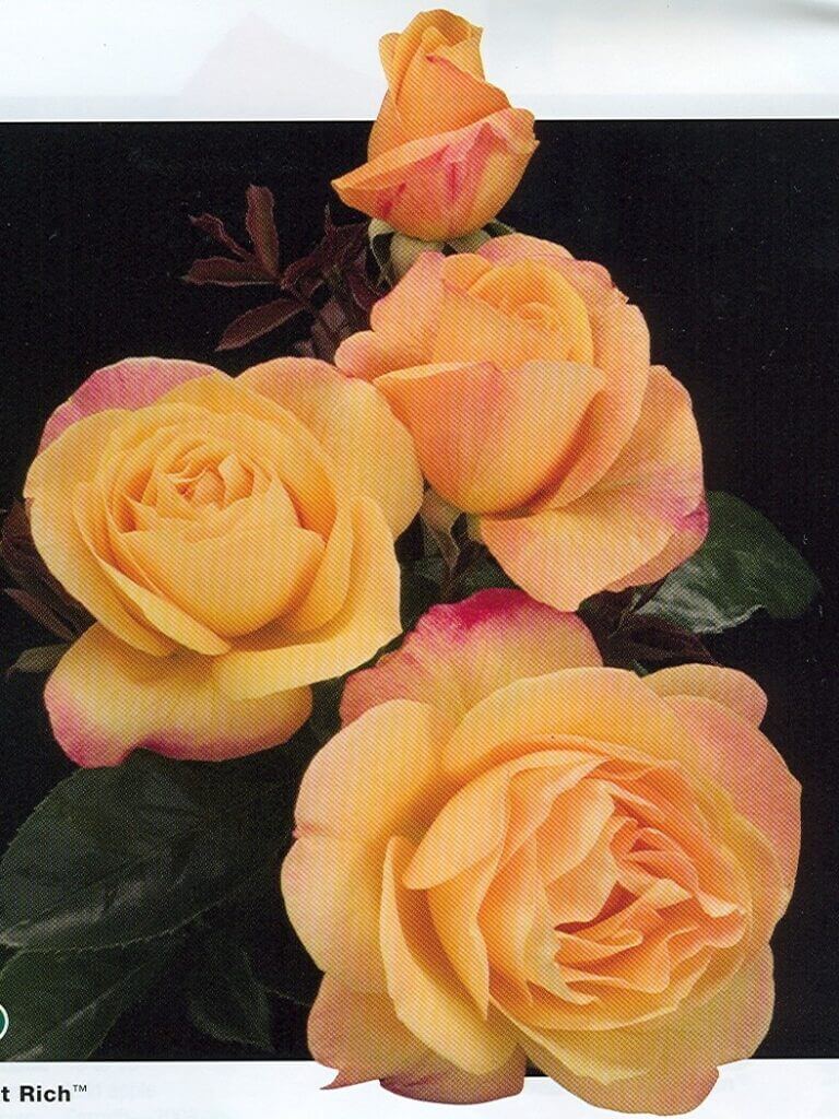 Grandiflora Rose, Strike It Rich Campbell's Nursery