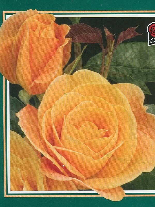 Grandiflora Rose, Strike It Rich - Image 3