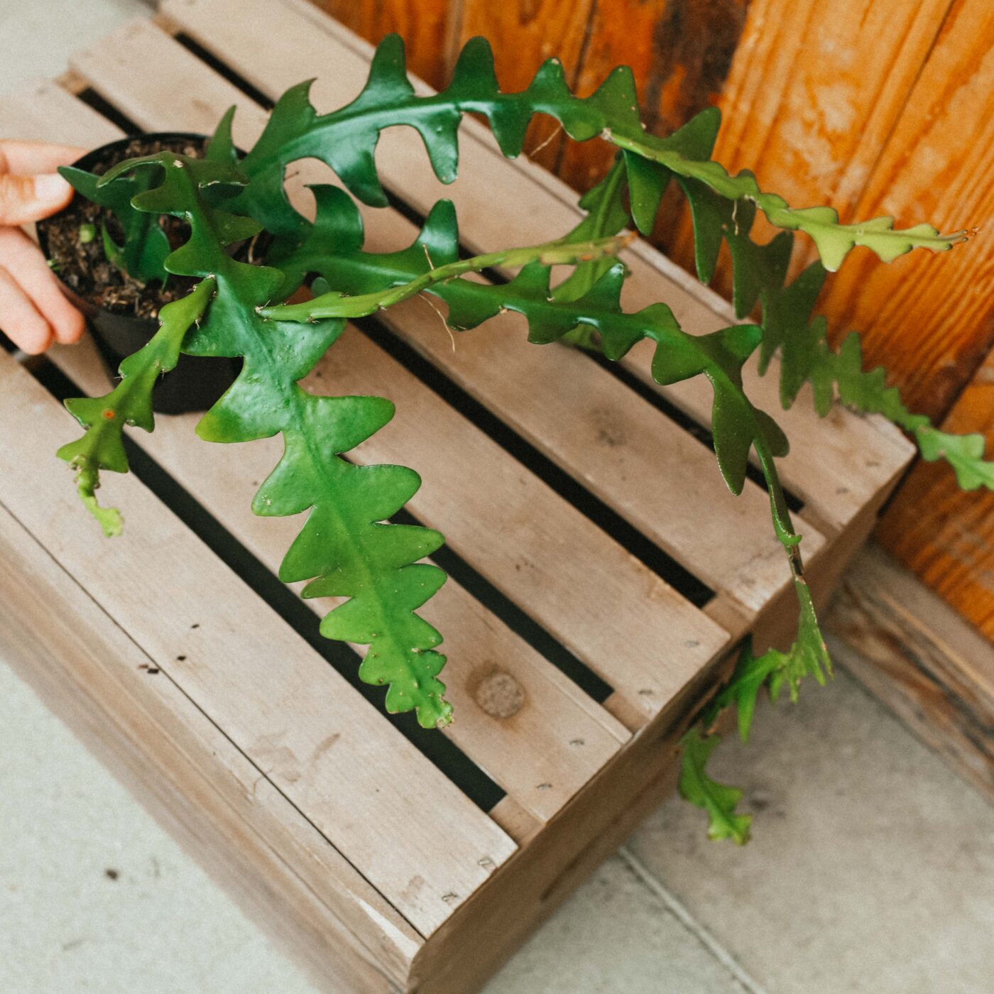 Cactus, Ric Rac Campbell's Nursery