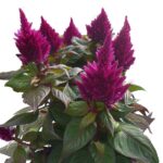 Celosia, Kelos Fire Purple