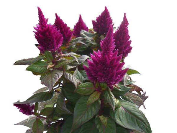 Celosia, Kelos Fire Purple