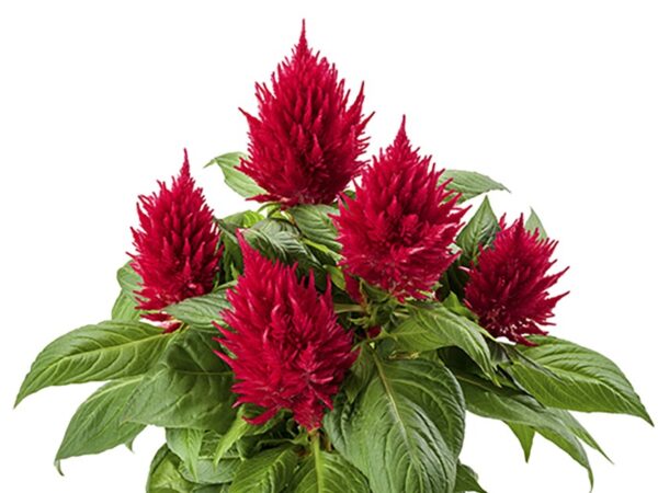 Celosia, Kelos Fire Red