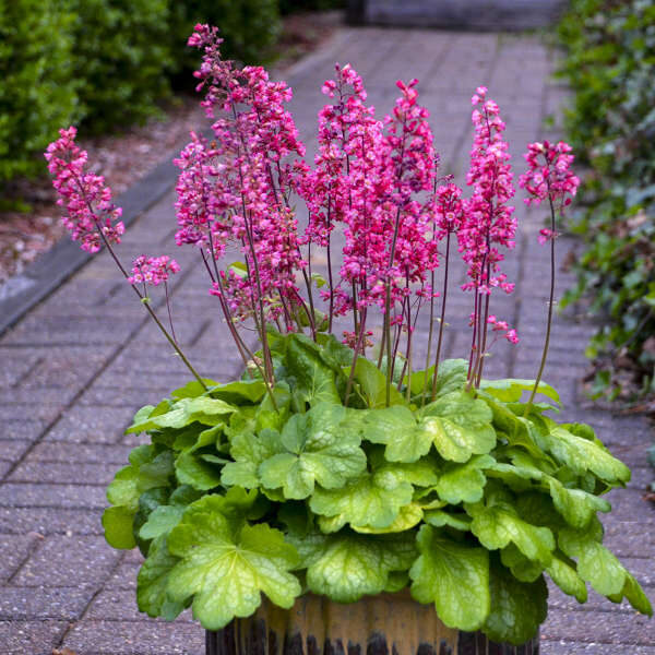 Coralbells, Timeless Glow