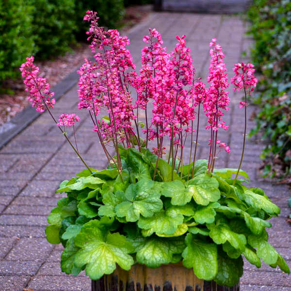 Coralbells, Timeless Glow