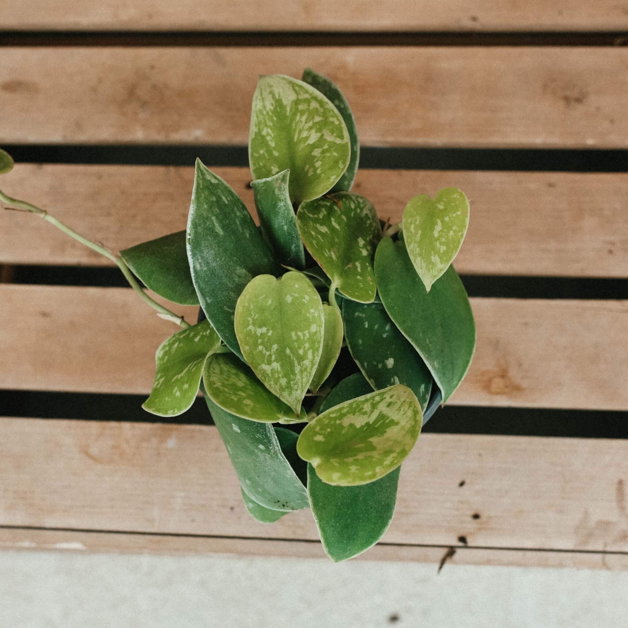 Scindapsus, Satin Pothos