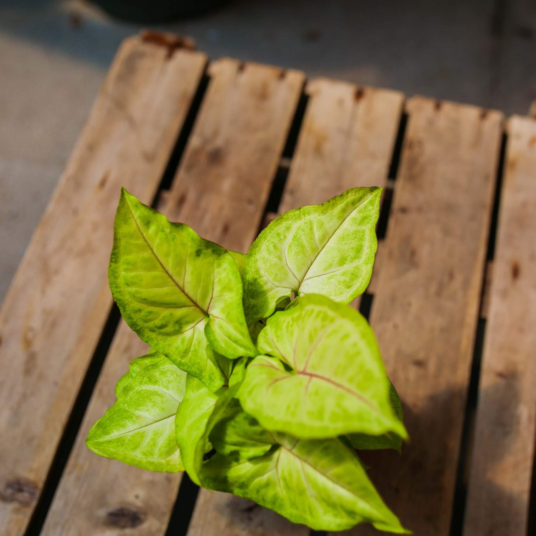 Arrowhead Plant, Gold Allusion