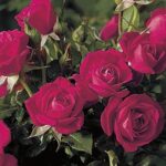 Miniature Rose, Be My Baby