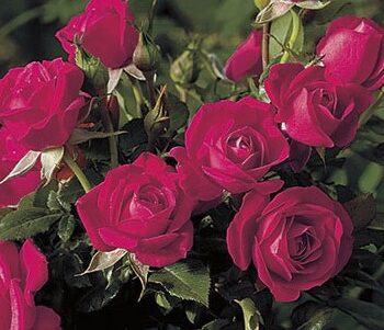 Miniature Rose, Be My Baby