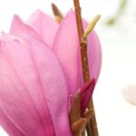 Magnolia, Ann M.S.