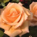 Hybrid Tea Rose, Over the Moon