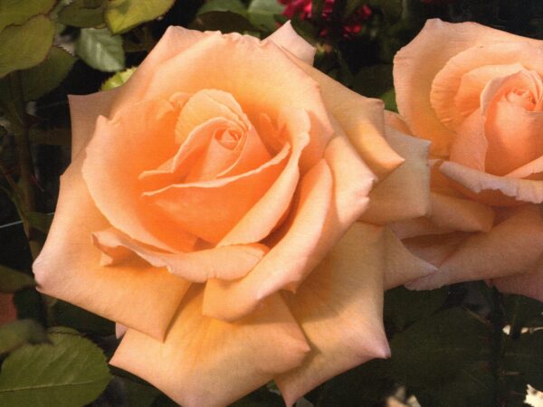 Hybrid Tea Rose, Over the Moon