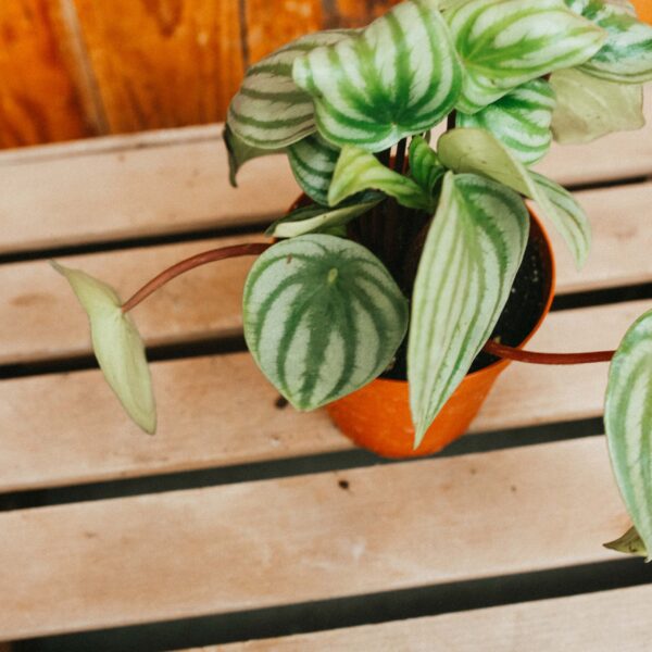 Peperomia, Watermelon - Image 2