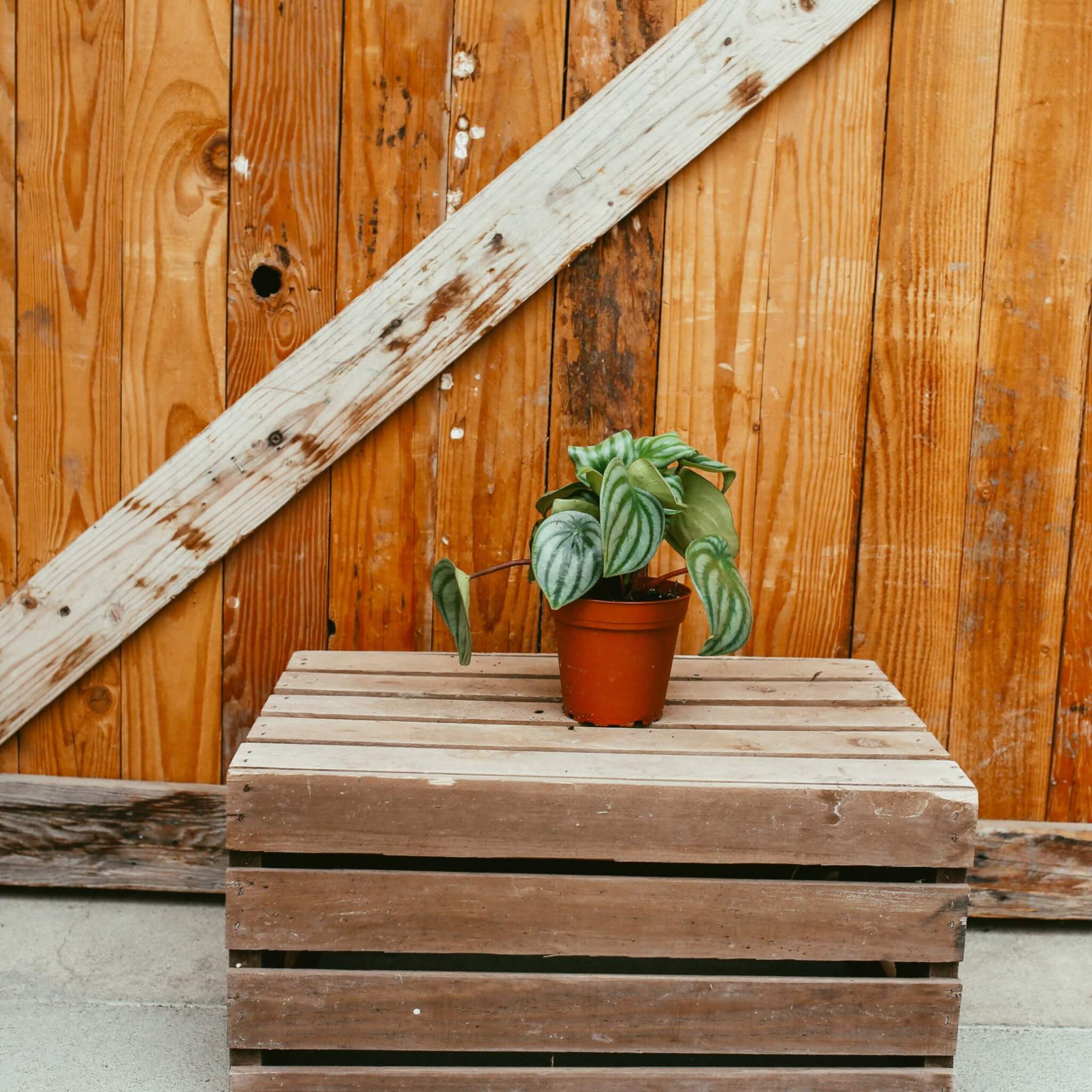 Peperomia, Watermelon