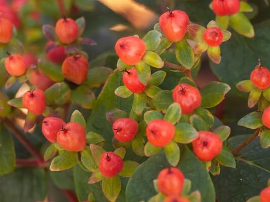 St Johnswort, Red Star