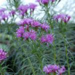 Ironweed, Iron Butterfly