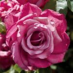 Hybrid Tea Rose, 'Heirloom'