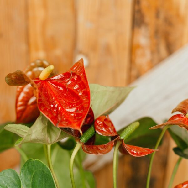 Anthurium, Red - Image 2